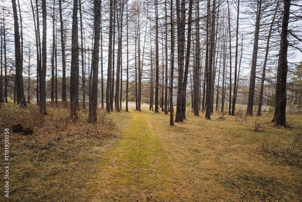 Fototapeta premium Rustic forest path, Forest walk among towering trees, Spotted trail with lush greenery and peaceful surroundings, Tranquil woodland pathway surrounded by majestic pines guiding to quiet