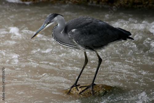 Quadro su tela Garza real