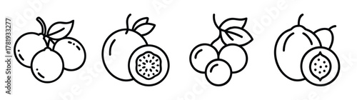 Amla indian gooseberry collection natural fruit hand drawn outline style