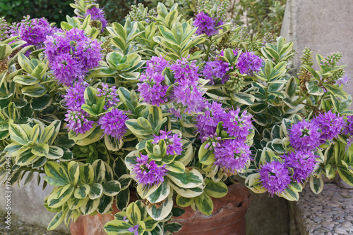 plant in bloom of hedge veronica, Veronica x franciscana, Plantaginaceae