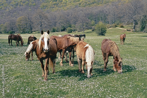 horses grazing in a mountain pasture