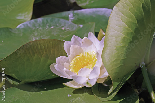 water lily in bloom, Nynphaea