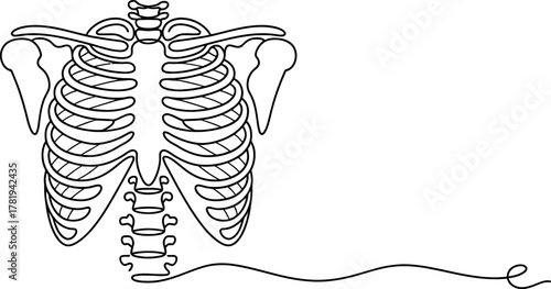 One line drawing of human rib cage, sternum, clavicle, and thoracic spine. minimalist medical anatomy illustration, isolated for health designs.