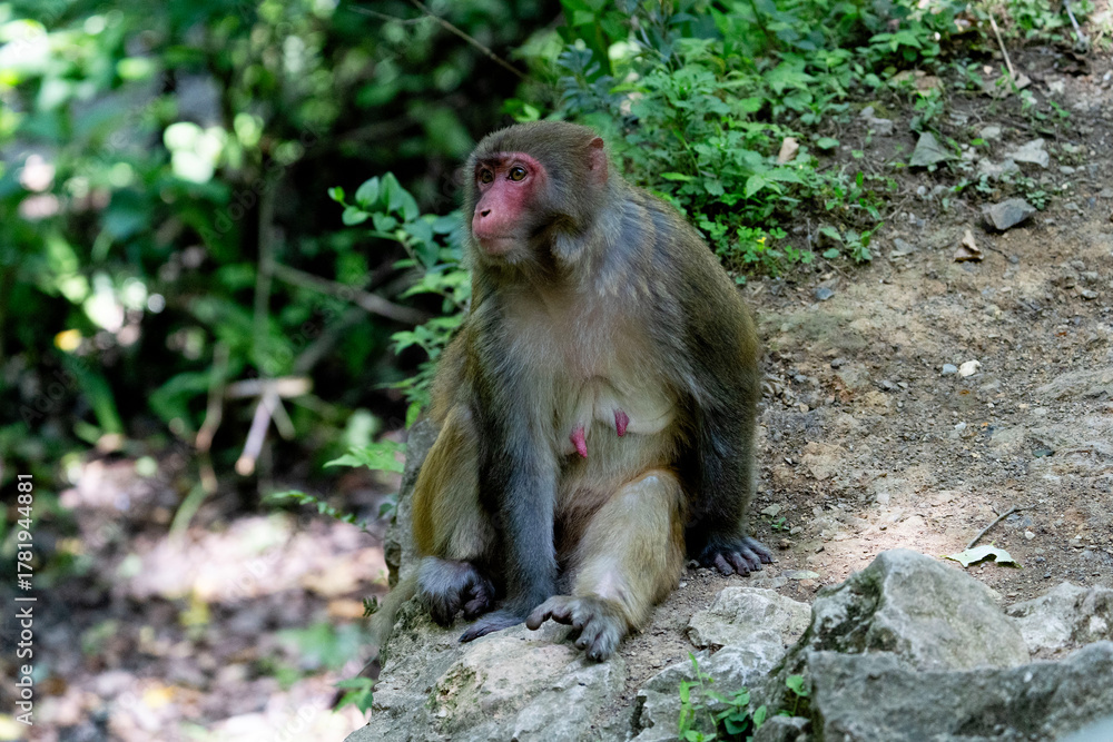 Fototapeta premium Urban macaques eating human food in Qianlingshan Park, Guiyang, China