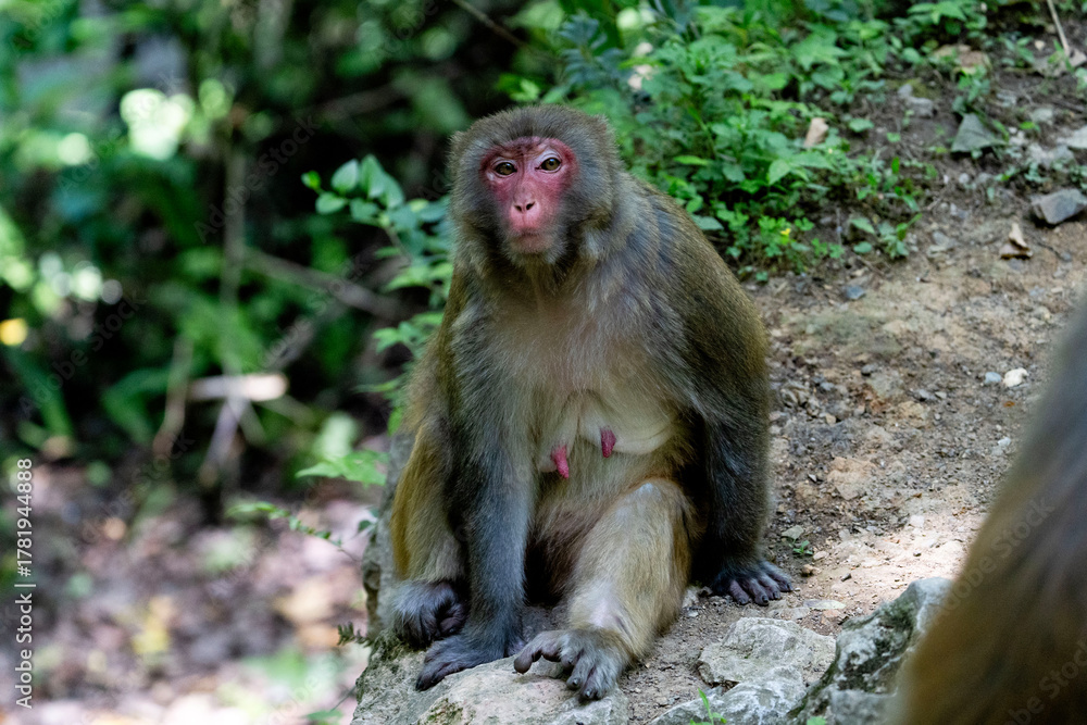 Fototapeta premium Urban macaques eating human food in Qianlingshan Park, Guiyang, China