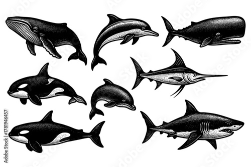 Detailed marine animal engravings: sharks, dolphins, whales, and swordfish collection