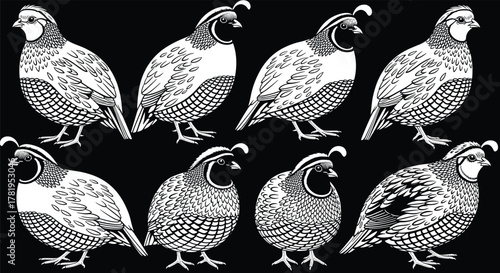 California quail bird illustration collection, detailed wildlife drawing, black and white silhouette, vintage art pattern, cad drawing flat vector illustration