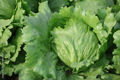 Healthy Iceberg Lettuce Growing in the field