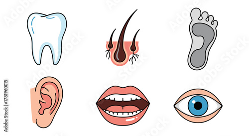 Collection of human body parts icons