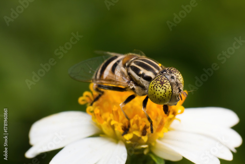 Photos Banded Hoverfly Foraging on Flower, Extreme Macro Pollination