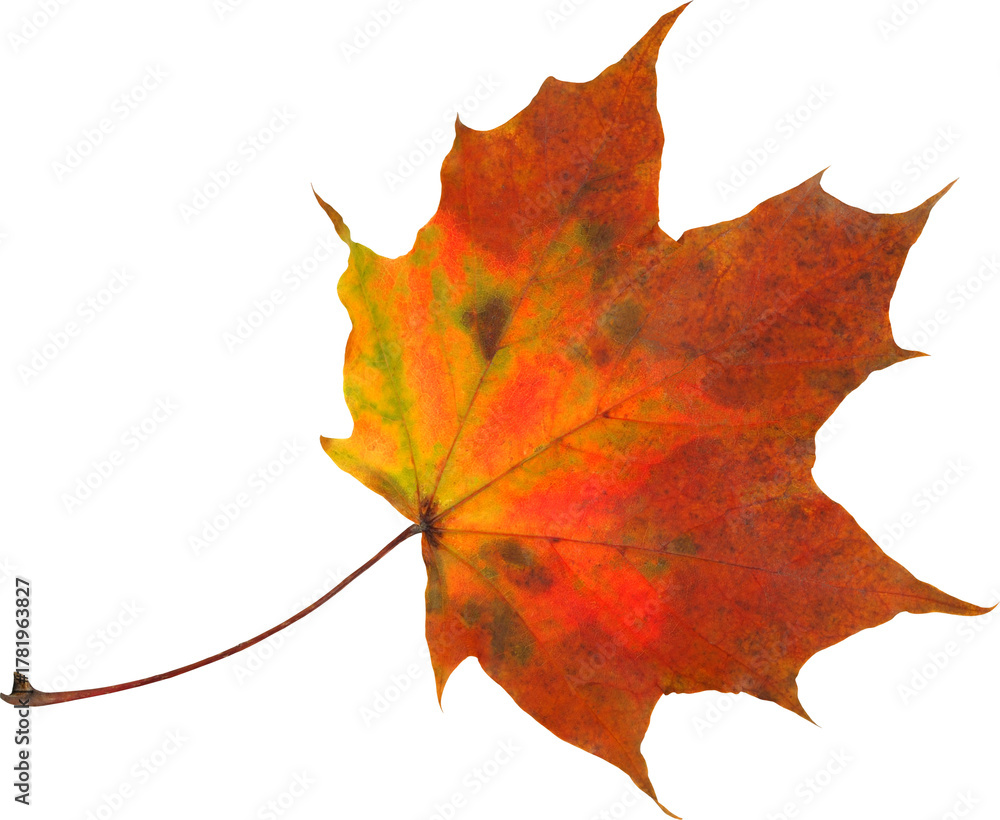 Fototapeta premium Autumn leaf isolated on white background