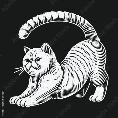 Exotic Shorthair Cat Stretching in a Classic Woodcut Illustration Style.