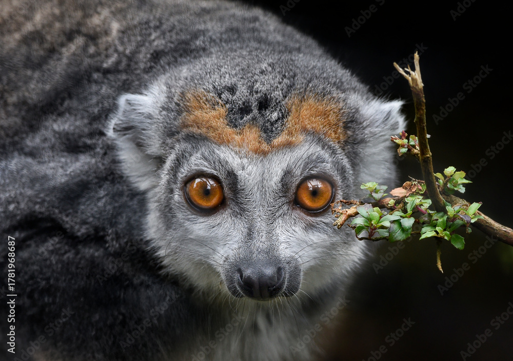 Obraz premium A close up of a watching Crowned Lemur