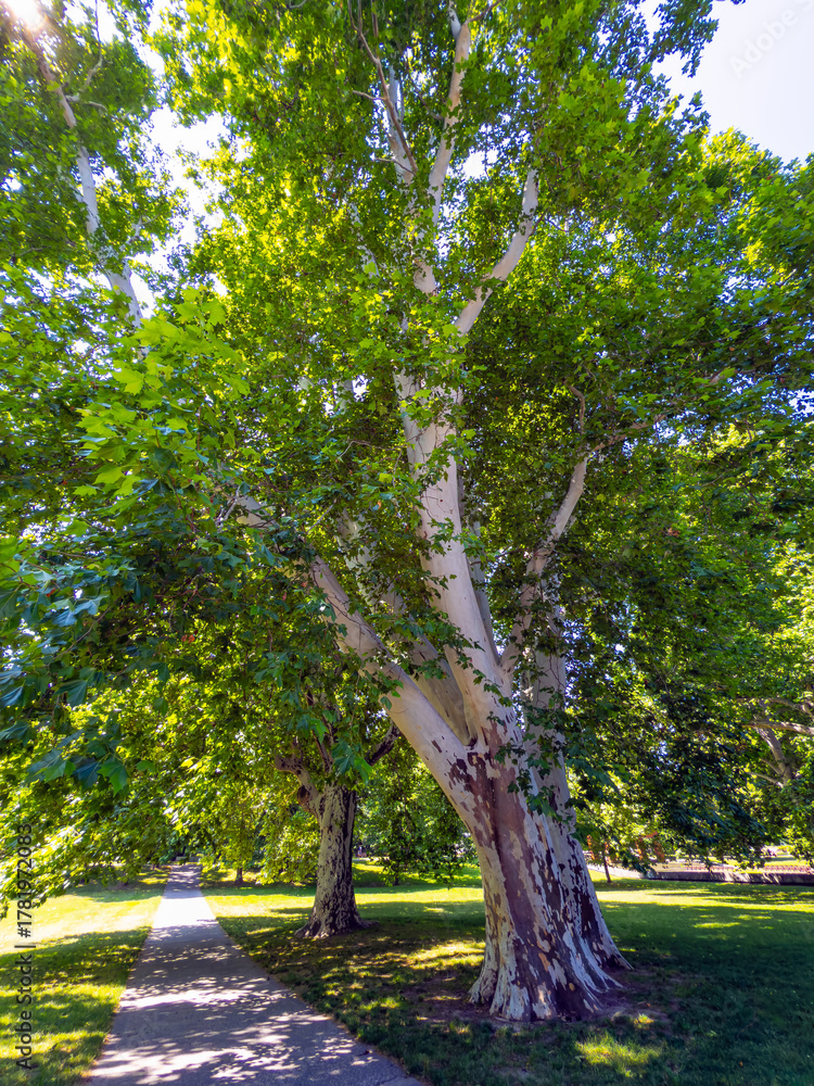 Naklejka premium Large sycamore tree in Janka Krala Park in Bratislava. Tall sycamore tree in Janka Krala Park with summer sunlight in Bratislava, Slovakia.