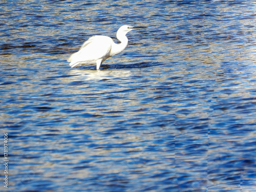 White Egret Wading in the River Water
