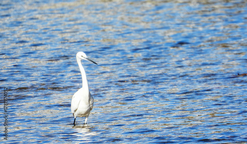 White Egret Wading in the River Water
