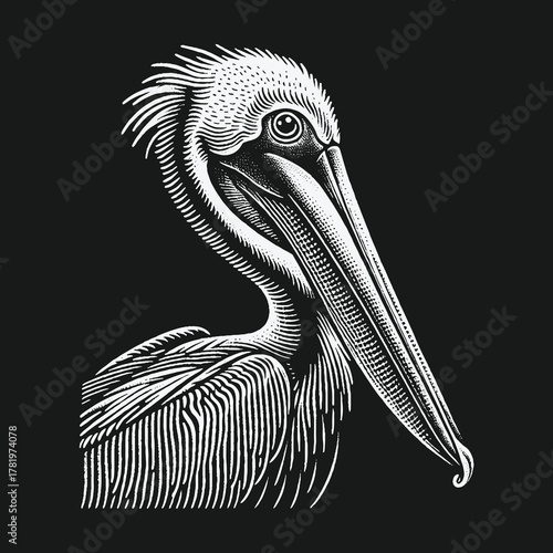 Black and white engraving style illustration of a pelican head.