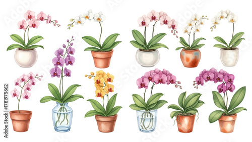 A beautiful collection of twelve watercolor phalaenopsis orchids in various colorful pots and vases.