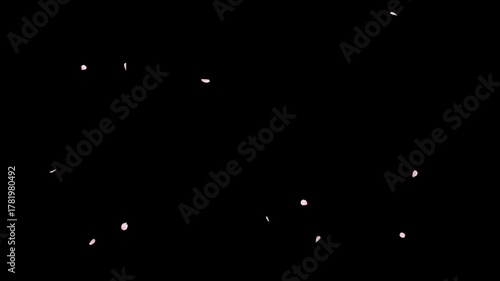 Cherry Blossom Falling Alpha Seamless Loop