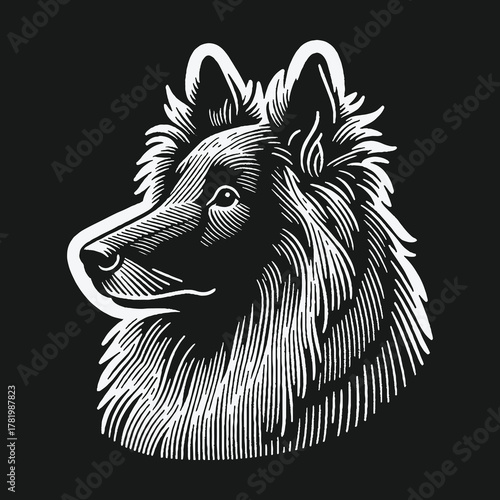 Belgian Tervuren shepherd dog head in a classic engraving style.
