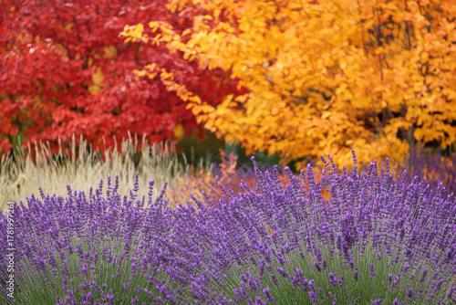 golden autumn landscape where lavender blends with fiery red and orange foliage
