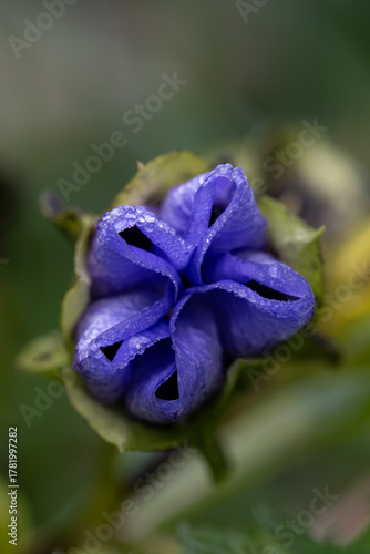 Nicandra Blüte