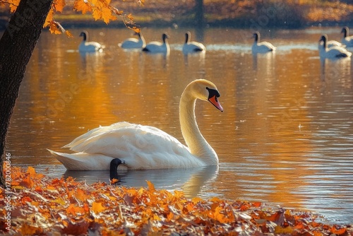 Fototapeta Naklejka Na Ścianę i Meble -  Elegant white swan gliding on a calm lake surrounded by orange autumn leaves with other swans in the background during golden hour