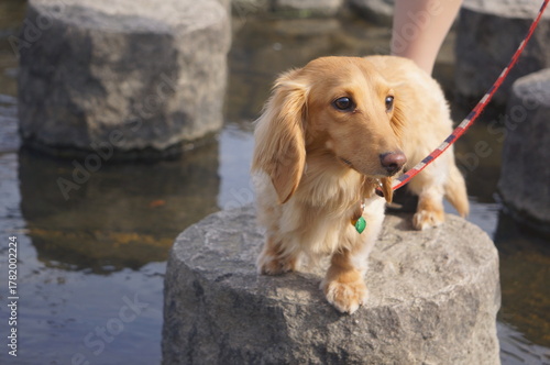 Miniature Dachshund Standing on Stone by the Water with Leash