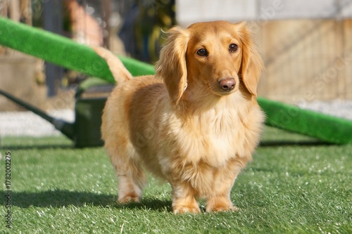 Miniature Dachshund Standing on Artificial Grass in Bright Sunlight