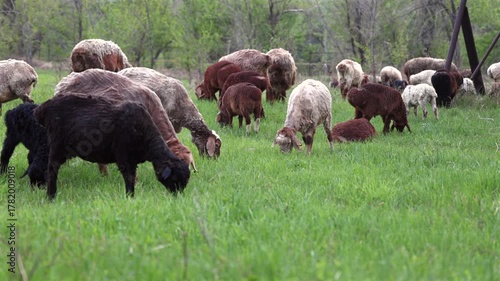Flock of Sheep grazing open field Free grazing