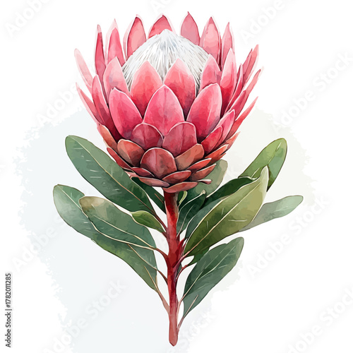 watercolor of Protea Flower, vector, isolated on a white background.