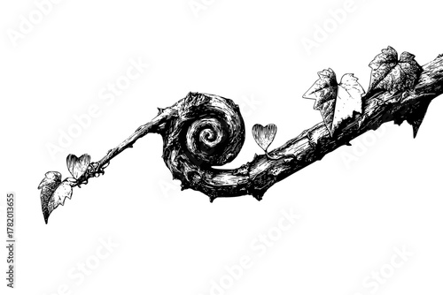 Whispers Spring: detailed black white illustration grapevine tendril full bloom. | Clean, isolated vector art for creative projects.