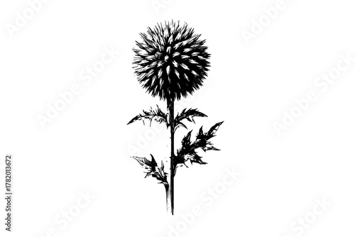 Black White Botanical Beauty: Artful Flower Sketch | Clean, isolated vector art for creative projects.