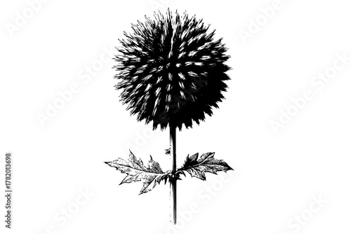 Elegant monochrome floral artistry | Clean, isolated vector art for creative projects.