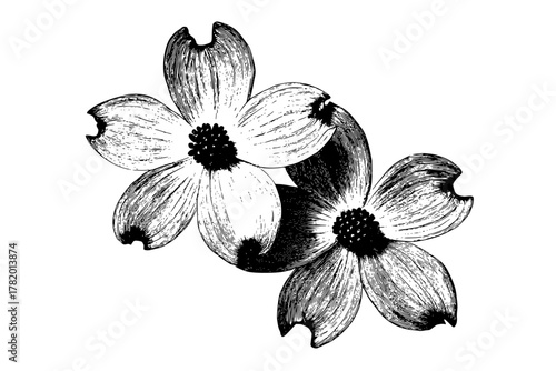 Aeternal Bloom: Elegant Dogwood Flower Tapestry | Clean, isolated vector art for creative projects.