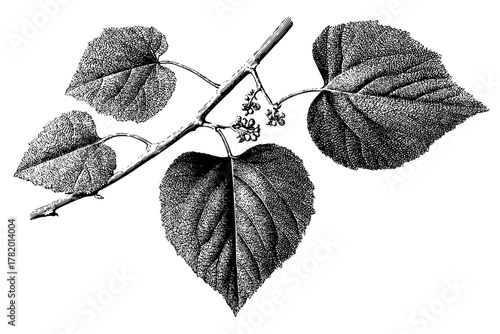 Ethereal Floral Fusion: Artistic Black White Abstract | Clean, isolated vector art for creative projects.