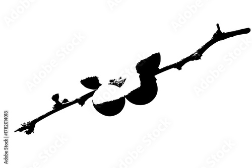 Ephemeral Beauty: Delicate Blossom Bare Branch | Clean, isolated vector art for creative projects.