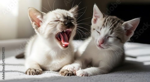 Two adorable kittens relaxing in the sunlight, one yawning.