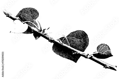 Elegant Silhouette Branch Heart-shaped Leaves | Clean, isolated vector art for creative projects.