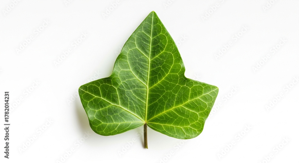 Obraz premium Single green common ivy leaf on white background.
