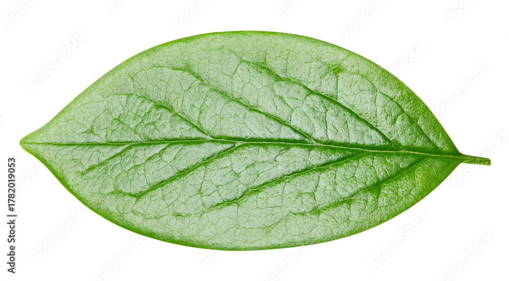 Obraz premium leaf isolated on white background