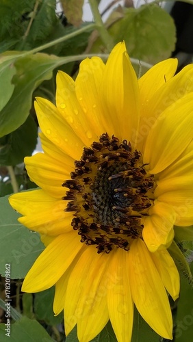 Sonnenblume