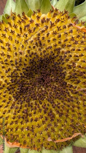 Sonnenblume