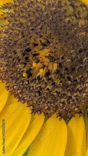 Sonnenblume