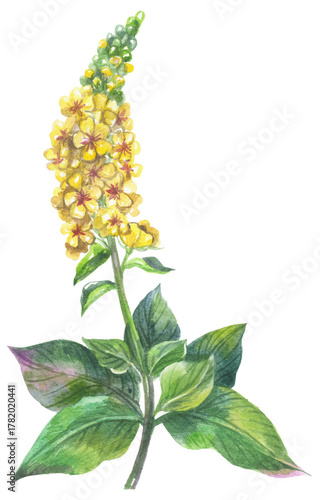 Agrimony British native flowers. Watercolor hand drawing painted illustration.