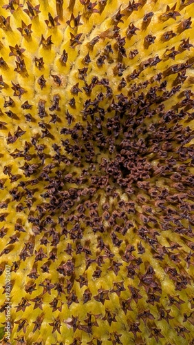 Sonnenblume