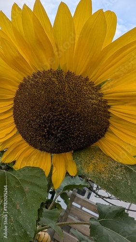 Sonnenblume