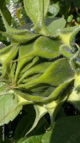 Sonnenblume