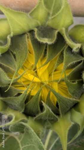 Sonnenblume