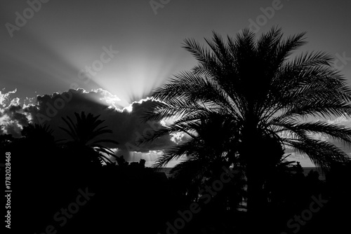 Sunrise with palms, clouds and sun rays
